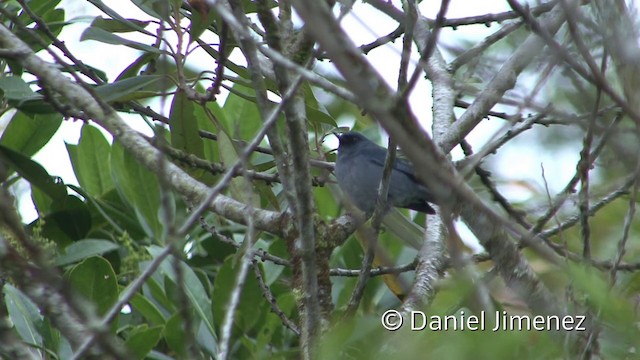 Bluish Flowerpiercer - ML201956071