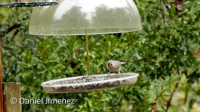 Tufted Titmouse - ML201956111