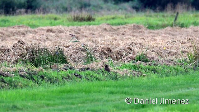 Pallid Harrier - ML201956141