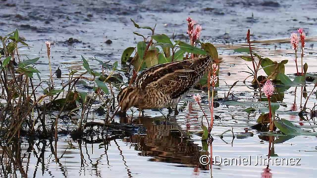 Common Snipe - ML201956151