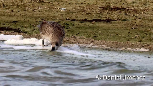 Marbled Duck - ML201956161