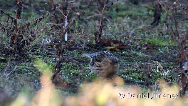 Pardillo Piquigualdo - ML201956211