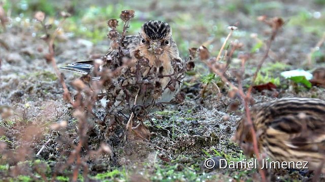 Twite - ML201956221