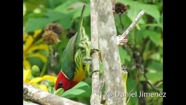 Andenbartvogel - ML201956231