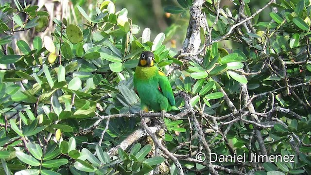 Orange-cheeked Parrot - ML201956241