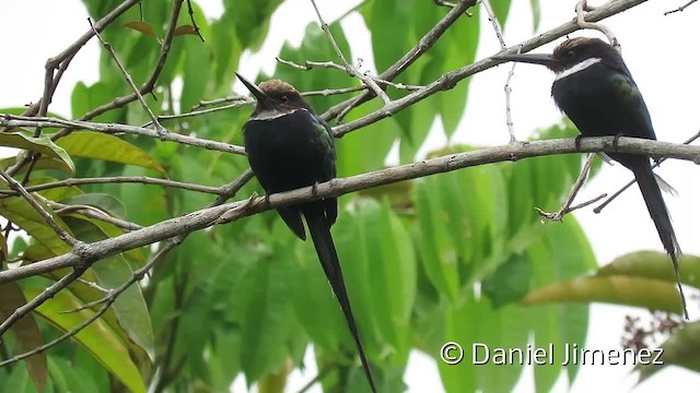 Jacamar à longue queue - ML201956251