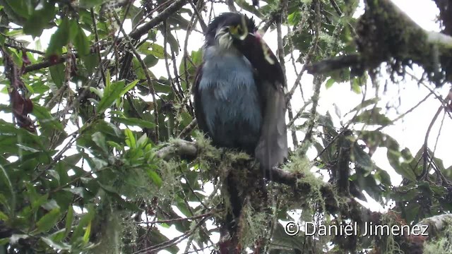 Black-billed Mountain-Toucan - ML201956271