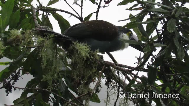 Black-billed Mountain-Toucan - ML201956281