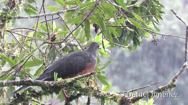 カマバネシャクケイ - ML201956291