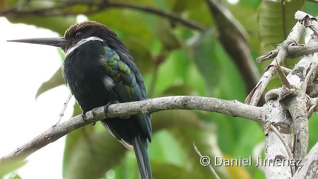 Jacamar à longue queue - ML201956321