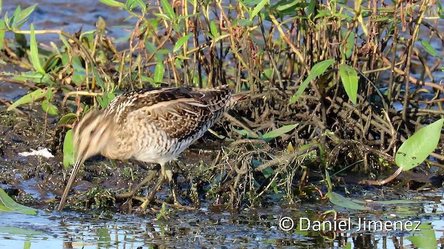 Common Snipe - ML201956381