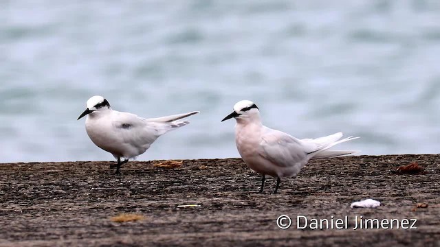 Black-naped Tern - ML201956391