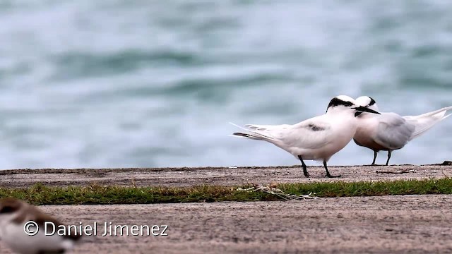 Schwarznacken-Seeschwalbe - ML201956511