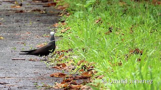  - Black Noddy (minutus Group)