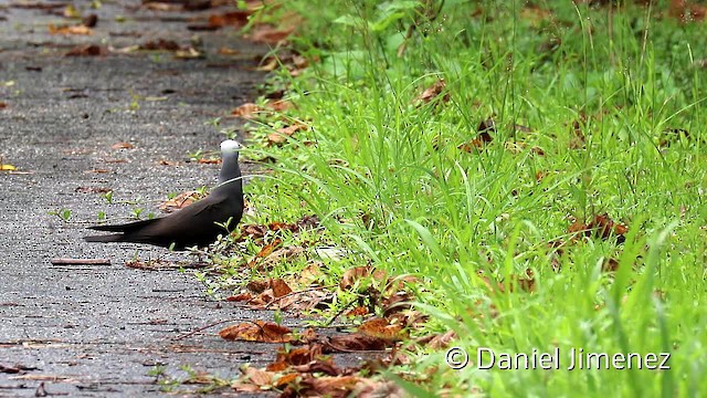 Black Noddy (minutus Group) - ML201956531