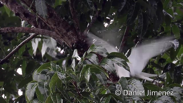 Gygis blanche (candida/leucopes) - ML201956541