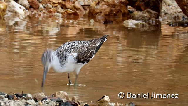 Common Greenshank - ML201956561