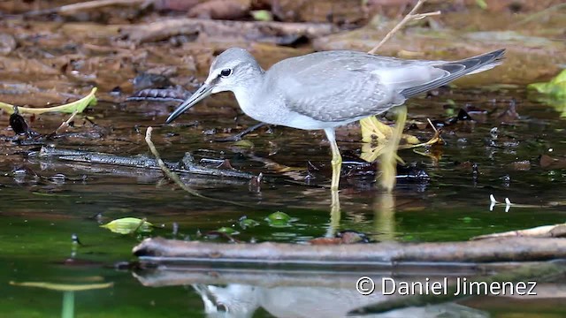 Grauschwanz-Wasserläufer - ML201956581