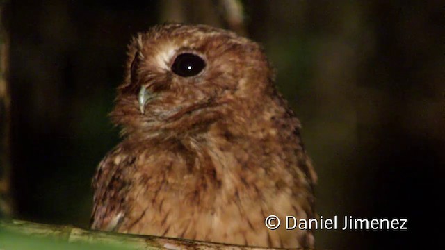 Cinnamon Screech-Owl - ML201956591