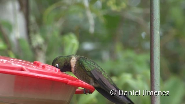 Colibrí Gorjiamatista (grupo amethysticollis) - ML201956601