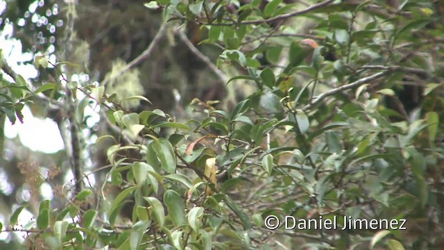 Common Chlorospingus (Northern Andes) - ML201956611