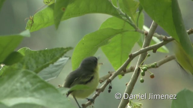 Common Tody-Flycatcher (cinereum Group) - ML201956621