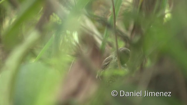 Mouse-colored Tyrannulet (Southern) - ML201956671