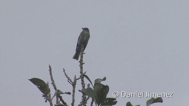 Western Wood-Pewee - ML201956681