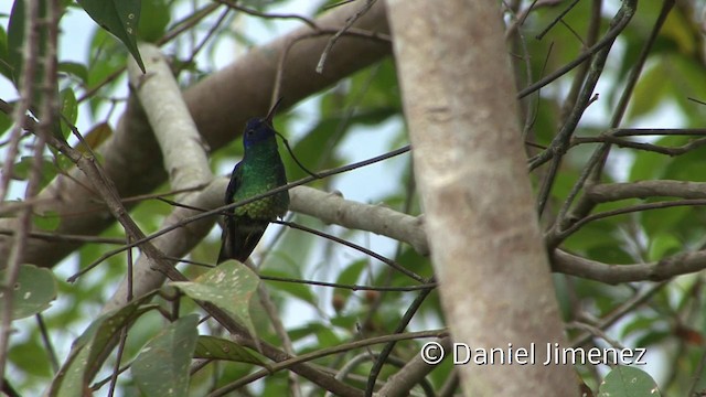 Golden-tailed Sapphire - ML201956701