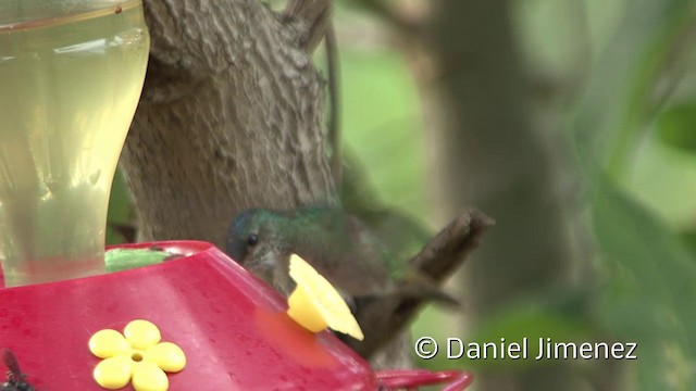 Golden-tailed Sapphire - ML201956711