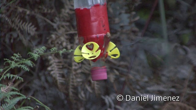 kolibřík šedoprsý - ML201956721