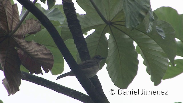 Hauxwell's Thrush - ML201956731