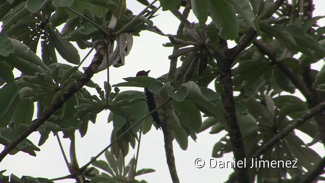 stripesvartspett (lineatus gr.) - ML201956741