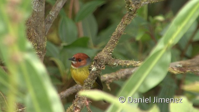 Johnson's Tody-Flycatcher - ML201956761