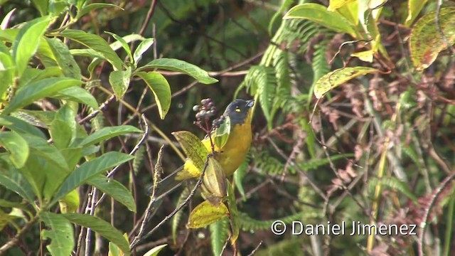 Lacrimose Mountain Tanager - ML201956771