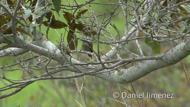 Lafresnaye's Piculet - ML201956781