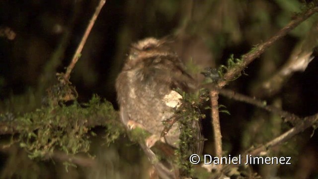 Long-whiskered Owlet - ML201956831