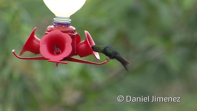 kolibřík nymfový - ML201956861
