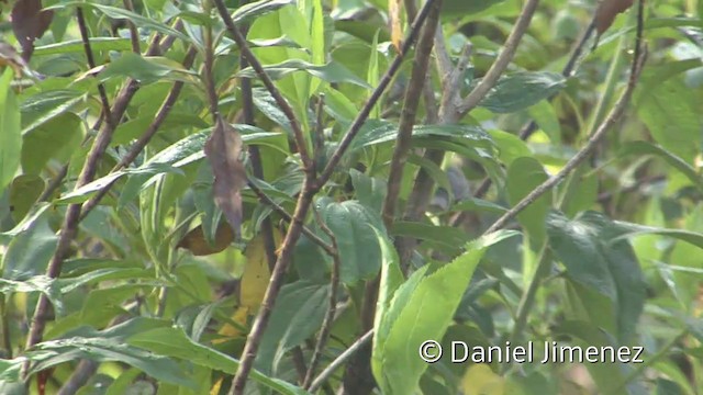 Rufous-chested Tanager - ML201956921