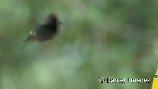 Rufous-crested Coquette - ML201956931