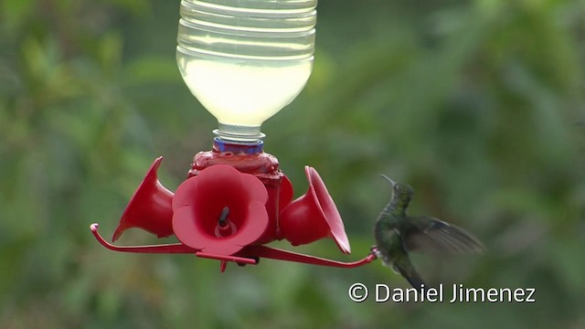kolibřík safírový (ssp. bartletti) - ML201956981
