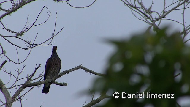 Scaled Pigeon - ML201956991