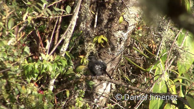 Batará Variable - ML201957021