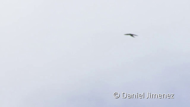 White-collared Swift - ML201957031