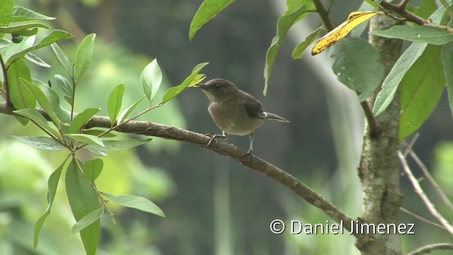 Black-billed Thrush (Amazonian) - ML201957041