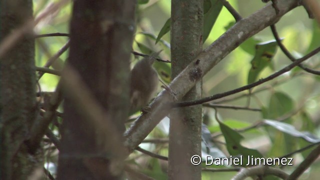 House Wren (Southern) - ML201957061