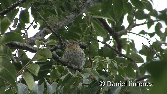 Western Striolated-Puffbird - ML201957081