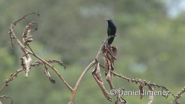 Black-throated Mango - ML201957101