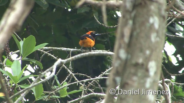 Orange-backed Troupial - ML201957111