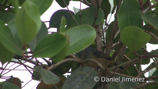 Variable Antshrike - ML201957131